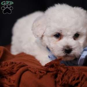 Jagger, Bichon Frise Puppy